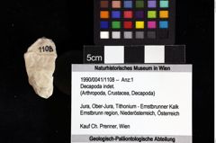 Foto (Objket + Etiketten) von Decapoda indet. 